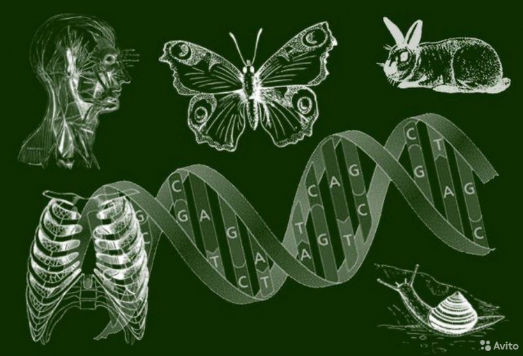 Иллюстрации по биологии