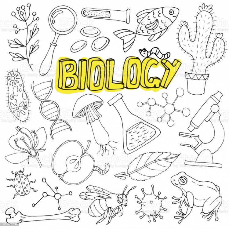 Рисунки для тетради по биологии