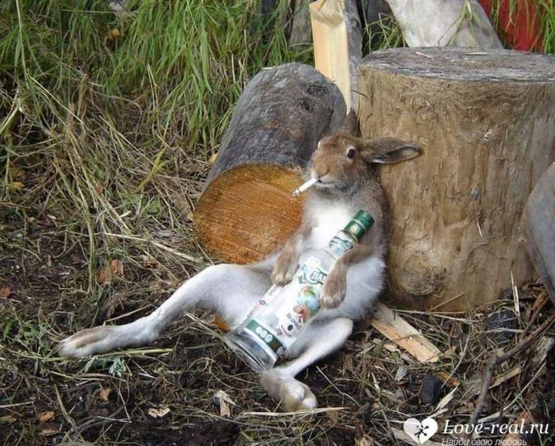 Кролик алкоголик