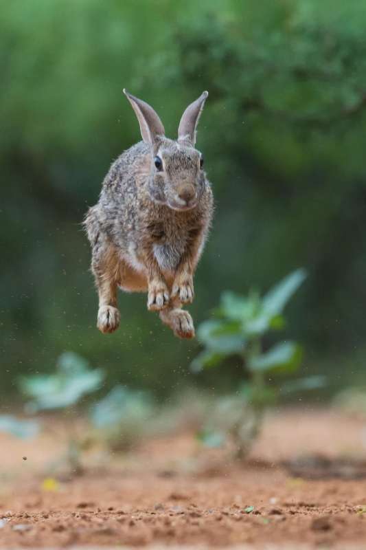 Кролик прыгает